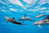 Dimex Dolphins Papier Peint 375x250cm 5 bandes | Yourdecoration.fr