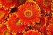 Dimex Gerbera Papier Peint 375x250cm 5 bandes | Yourdecoration.fr