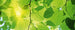 Dimex Green Leaves Papier Peint 375x150cm 5 bandes | Yourdecoration.fr