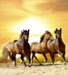 Dimex Horses in Sunset Papier Peint 225x250cm 3 bandes | Yourdecoration.fr