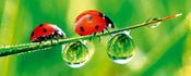 Dimex Ladybird Papier Peint 375x150cm 5 bandes | Yourdecoration.fr