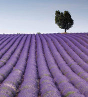 Dimex Lavender Field Papier Peint 225x250cm 3 bandes | Yourdecoration.fr