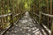 Dimex Mangrove Forest Papier Peint 375x250cm 5 bandes | Yourdecoration.fr