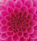 Dimex Pink Dahlia Papier Peint 225x250cm 3 bandes | Yourdecoration.fr