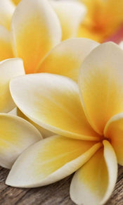 Dimex Plumeria Papier Peint 150x250cm 2 bandes | Yourdecoration.fr