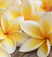 Dimex Plumeria Papier Peint 225x250cm 3 bandes | Yourdecoration.fr