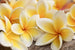 Dimex Plumeria Papier Peint 375x250cm 5 bandes | Yourdecoration.fr