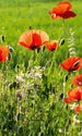 Dimex Poppy Field Papier Peint 150x250cm 2 bandes | Yourdecoration.fr