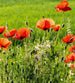 Dimex Poppy Field Papier Peint 225x250cm 3 bandes | Yourdecoration.fr