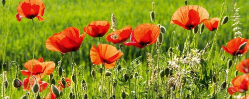 Dimex Poppy Field Papier Peint 375x150cm 5 bandes | Yourdecoration.fr