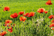 Dimex Poppy Field Papier Peint 375x250cm 5 bandes | Yourdecoration.fr