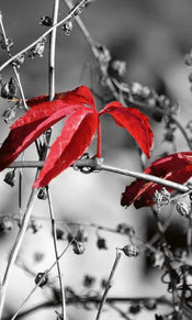 Dimex Red Leaves on Black Papier Peint 150x250cm 2 bandes | Yourdecoration.fr