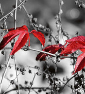 Dimex Red Leaves on Black Papier Peint 225x250cm 3 bandes | Yourdecoration.fr