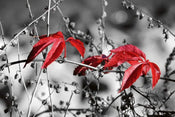 Dimex Red Leaves on Black Papier Peint 375x250cm 5 bandes | Yourdecoration.fr