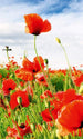 Dimex Red Poppies Papier Peint 150x250cm 2 bandes | Yourdecoration.fr