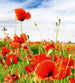 Dimex Red Poppies Papier Peint 225x250cm 3 bandes | Yourdecoration.fr