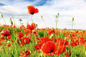 Dimex Red Poppies Papier Peint 375x250cm 5 bandes | Yourdecoration.fr