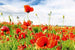 Dimex Red Poppies Papier Peint 375x250cm 5 bandes | Yourdecoration.fr