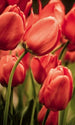 Dimex Red Tulips Papier Peint 150x250cm 2 bandes | Yourdecoration.fr