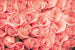 Dimex Roses Papier Peint 375x250cm 5 bandes | Yourdecoration.fr