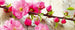 Dimex Sakura Papier Peint 375x150cm 5 bandes | Yourdecoration.fr