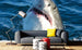 Dimex Shark Papier Peint 375x250cm 5 bandes ambiance | Yourdecoration.fr