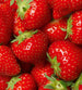 Dimex Strawberry Papier Peint 225x250cm 3 bandes | Yourdecoration.fr