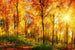 Dimex Sunny Forest Papier Peint 375x250cm 5 bandes | Yourdecoration.fr