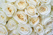 Dimex White Roses Papier Peint 375x250cm 5 bandes | Yourdecoration.fr