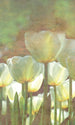 Dimex White Tulips Abstract Papier Peint 150x250cm 2 bandes | Yourdecoration.fr