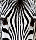 Dimex Zebra Papier Peint 225x250cm 3 bandes | Yourdecoration.fr