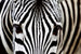 Dimex Zebra Papier Peint 375x250cm 5 bandes | Yourdecoration.fr