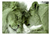 Papier Peint - Lion Tenderness Green - Intissé