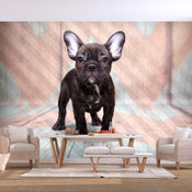 Papier Peint - French Bulldog - Intissé