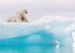 Komar Arctic Polar Bear Papier Peint Intissé 400x280cm 8 bandes | Yourdecoration.fr