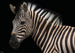 Komar Damara Zebra Papier Peint Intissé 400X280cm 6 pièces | Yourdecoration.fr