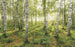 Komar Birch Trees Papier Peint Intissé 400x250cm 4 bandes | Yourdecoration.fr