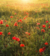 Komar Poppy World Papier Peint Intissé 250x280cm 5 bandes | Yourdecoration.fr