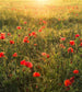 Komar Poppy World Papier Peint Intissé 250x280cm 5 bandes | Yourdecoration.fr