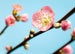 Komar Peach Blossom Papier Peint 350x250cm 7 bandes | Yourdecoration.fr