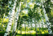 Wizard+Genius Sunshine Forest Papier Peint 366x254cm 8 bandes | Yourdecoration.fr