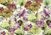 Komar Lotus Papier Peint Intissé 368x248cm | Yourdecoration.fr